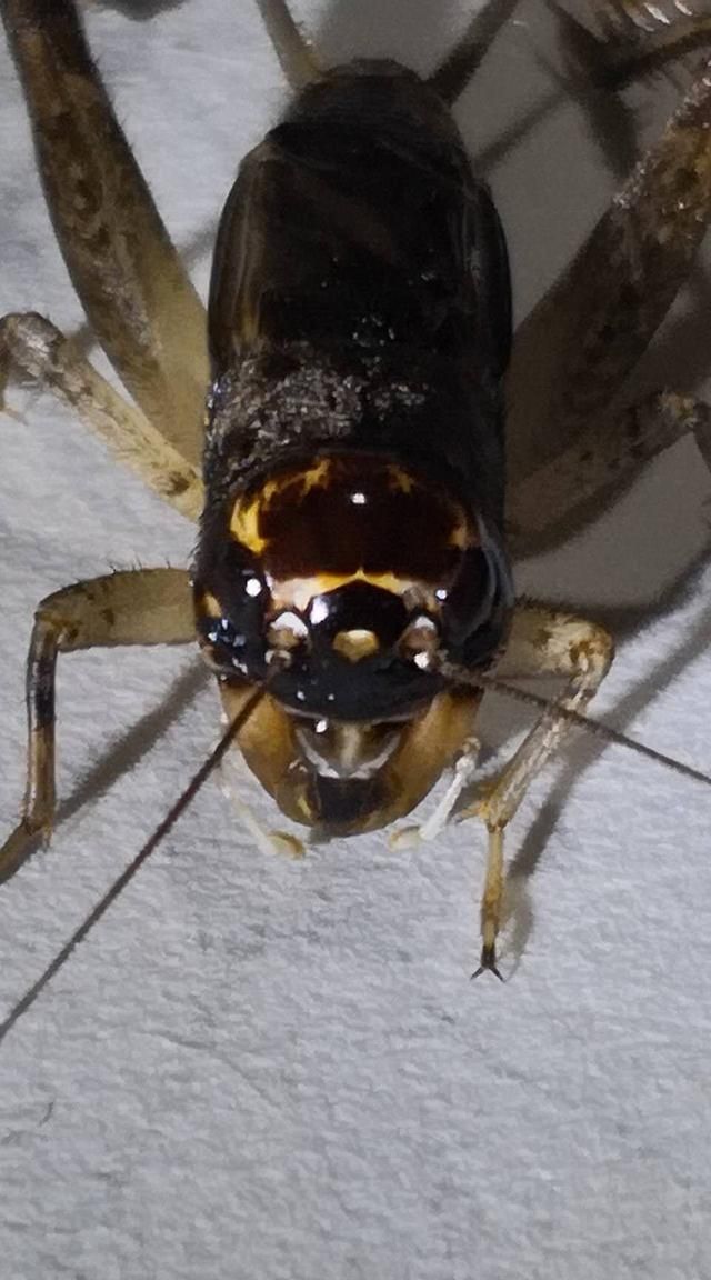 蟋蟀吃什么,蟋蟀吃什么食物最好?图2