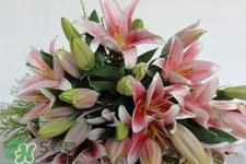 养百合花用什么水?养百合花水里放什么? 养百合花用什么水?养百合花水里放什么?