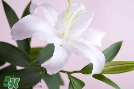 养百合花用什么水?养百合花水里放什么? 养百合花用什么水?养百合花水里放什么?