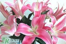 养百合花用什么水?养百合花水里放什么? 养百合花用什么水?养百合花水里放什么?