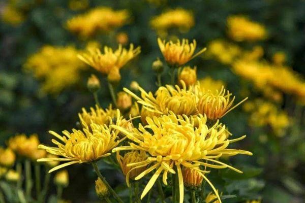 金丝皇菊的功效与作用 金丝皇菊和胎菊哪个好 金丝皇菊的功效与作用 金丝皇菊和胎菊哪个好