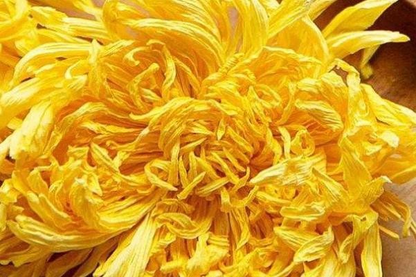 金丝皇菊的功效与作用 金丝皇菊和胎菊哪个好 金丝皇菊的功效与作用 金丝皇菊和胎菊哪个好