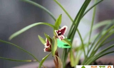 ​冰兰的寓意，99朵碎冰蓝玫瑰的花语和寓意？