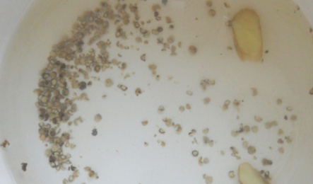 生蚝煮多久可以吃,生蚝肉水煮几分钟可以吃图9