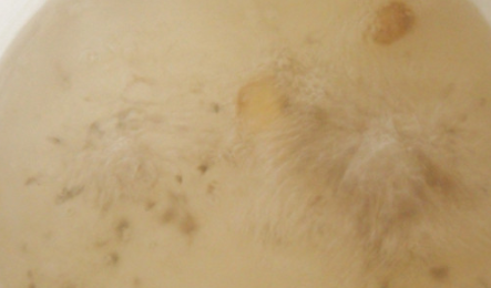 生蚝煮多久可以吃,生蚝肉水煮几分钟可以吃图10