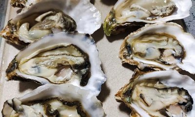 ​生蚝煮多久可以吃,生蚝肉水煮几分钟可以吃