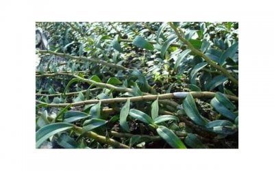 ​林正英怎么死的（林正英面容恐怖死在医院）