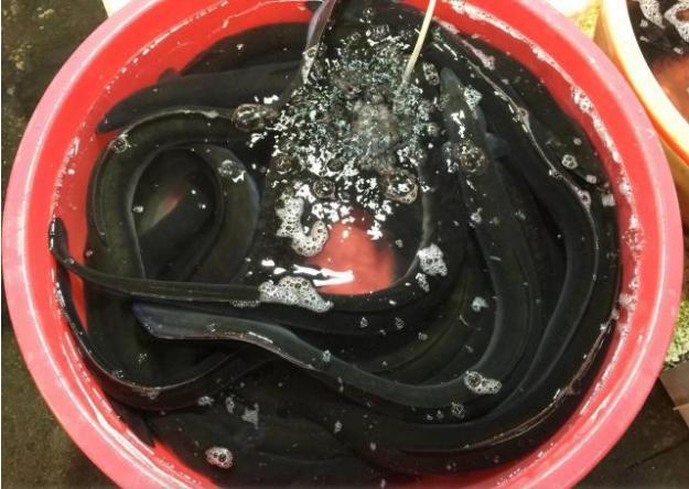 人称“长寿鱼”,长得酷似鳝鱼,我国产量占世界80%,却少有人吃