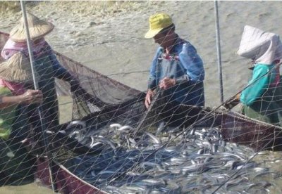 ​人称“长寿鱼”，长得酷似鳝鱼，我国产量占世界80%，却少有人吃