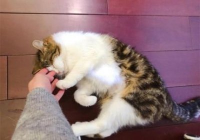 ​下司犬短毛凶？下司猎犬短毛好还是长毛好