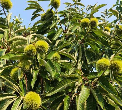 糖炒板栗什么时候好吃