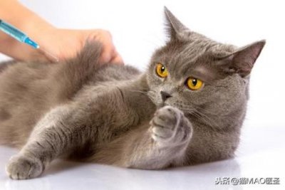 ​什么品种狗狗最漂亮什么品种的狗狗最好看