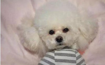 ​主人亲自给泰迪剪毛，剪完后形象大变，不知道的还以为是两只狗