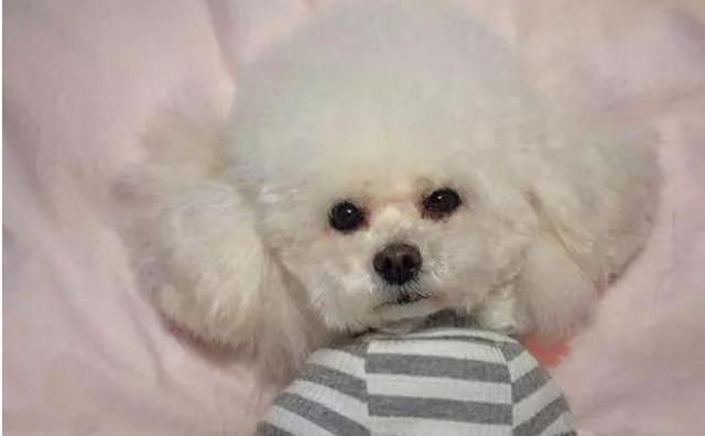 主人亲自给泰迪剪毛,剪完后形象大变,不知道的还以为是两只狗