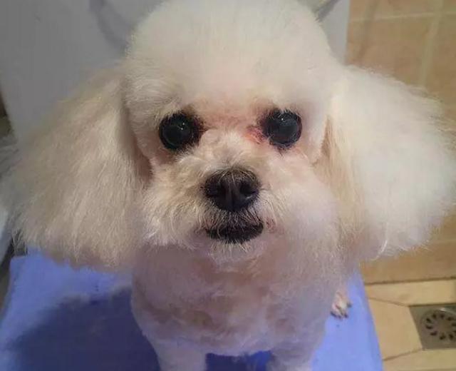 主人亲自给泰迪剪毛,剪完后形象大变,不知道的还以为是两只狗