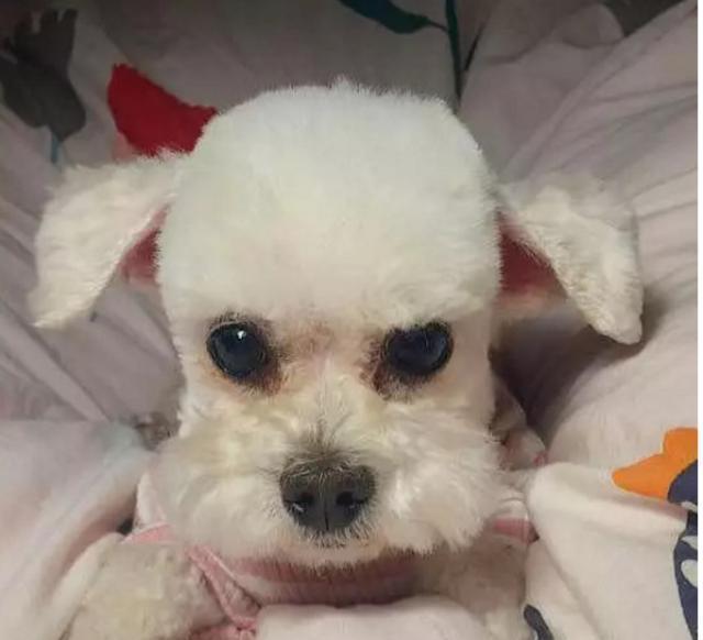 主人亲自给泰迪剪毛,剪完后形象大变,不知道的还以为是两只狗