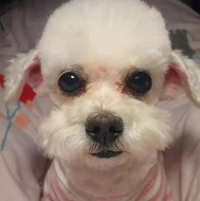 主人亲自给泰迪剪毛,剪完后形象大变,不知道的还以为是两只狗