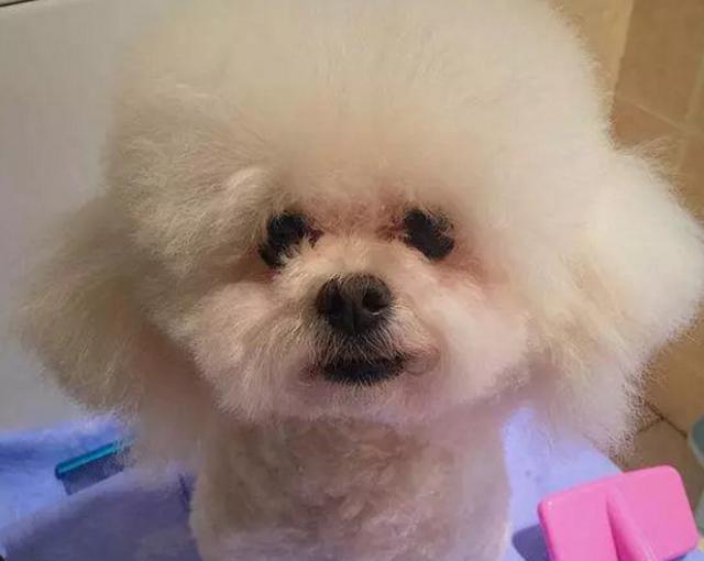 主人亲自给泰迪剪毛,剪完后形象大变,不知道的还以为是两只狗