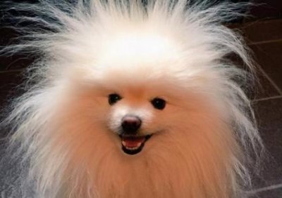 ​最好的幼犬狗粮排行榜 幼犬狗粮排行榜 前十品牌