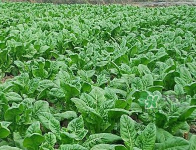 ​九月份可以种什么蔬菜？九月份适合种植什么蔬菜？