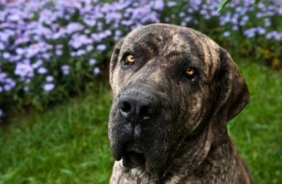 ​国际牧羊犬大赛国际牧羊犬大赛冠军是哪位？