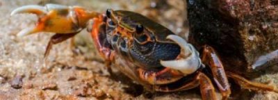 ​螃蟹几个爪子,螃蟹几个爪子图片