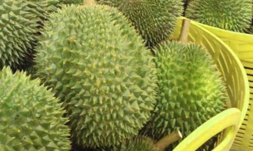 榴莲皮是绿色里面却很熟为什么