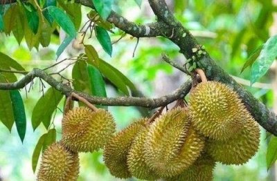 ​榴莲皮绿色的熟了吗，有么有懂榴莲的人？买了个榴莲还是青色的，但是已经有裂