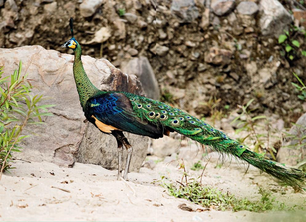 孔雀被称为百鸟之王(百鸟之王是什么动物)