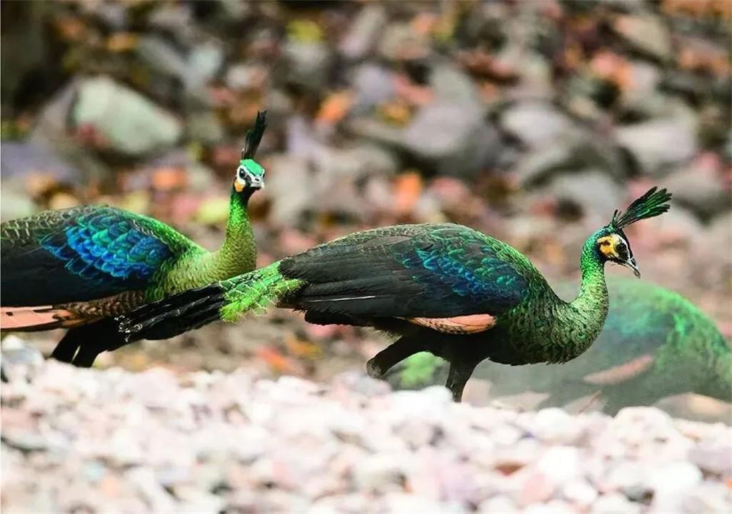 孔雀被称为百鸟之王(百鸟之王是什么动物)