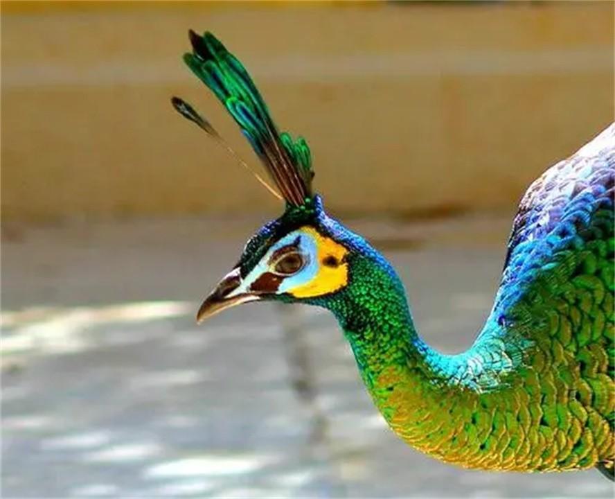 孔雀被称为百鸟之王(百鸟之王是什么动物)