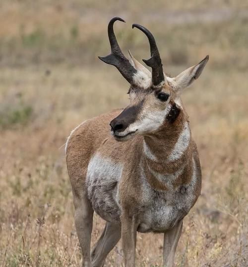 国家五级保护动物是什么