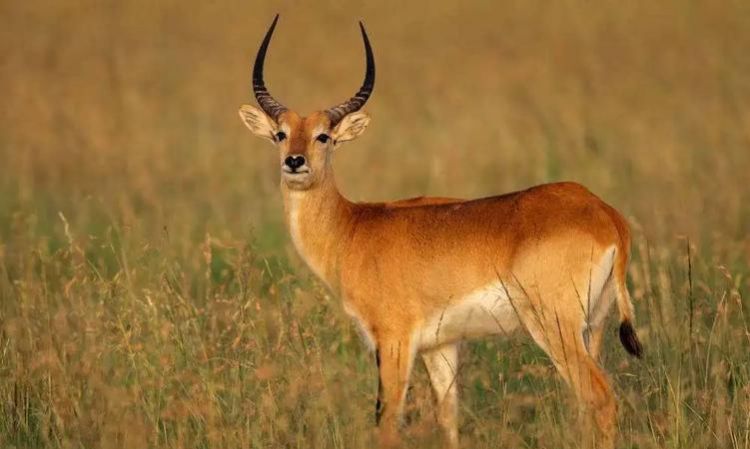 西宁宣言是为了保护哪种动物