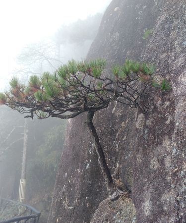 树无根不长人无志不立出处