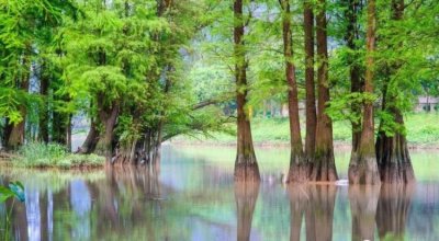 ​树无根不长人无志不立，“树无根不长,人无志不立”的意思是什么?得到的启示是