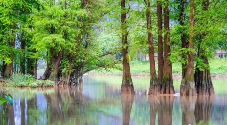 “树无根不长,人无志不立”的意思是什么得到的启示是什么