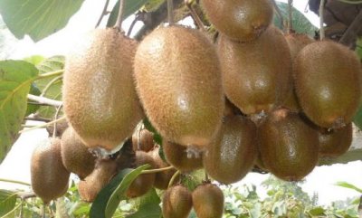 ​猕猴桃的催熟方法 猕猴桃的保存法