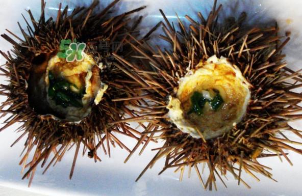 活海胆怎么保存？新鲜海胆如何保鲜