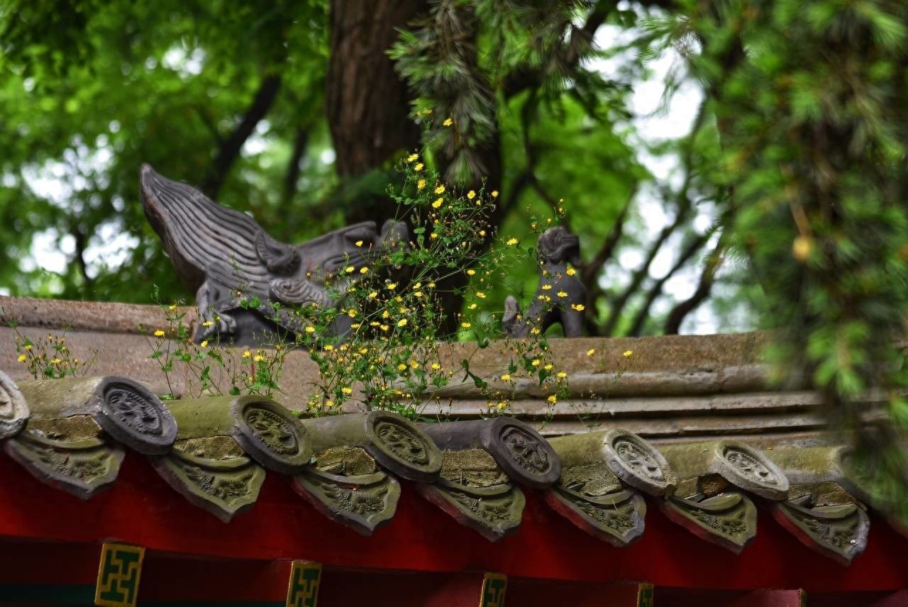 湛山寺是中国最年轻的名刹之一，位于中国名城青岛