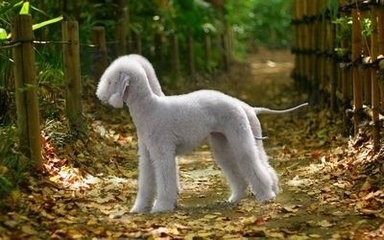 “史努比”的原型竟是贝灵顿梗，最忠实的伴侣犬