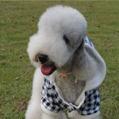 “史努比”的原型竟是贝灵顿梗，最忠实的伴侣犬