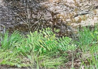 ​浙江发现国内保存最完整的野生黄精群落