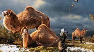 印第安人的生活习俗和特点（欧洲人到美国之前）(3)