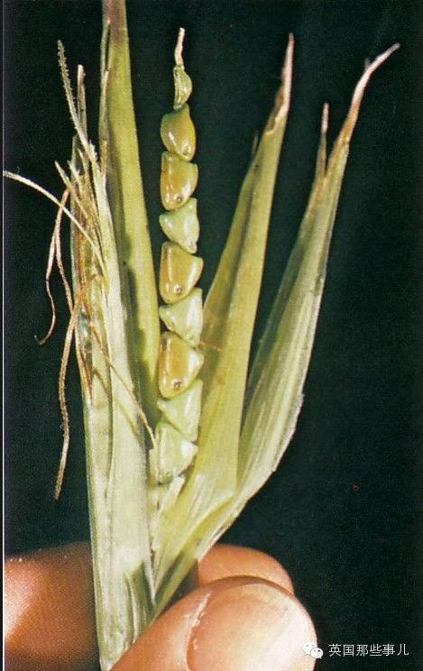 印第安人的生活习俗和特点（欧洲人到美国之前）(5)