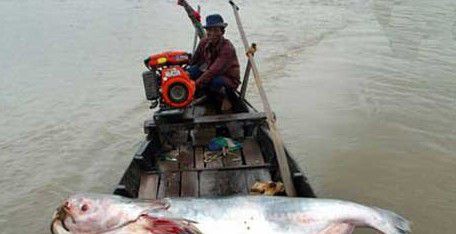 湄公河巨型鲶鱼（重达646磅(293千克)、体长9英尺(2.7米)）(2)_