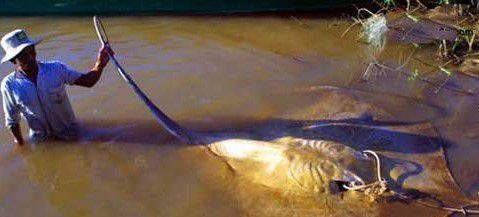湄公河巨型鲶鱼（重达646磅(293千克)、体长9英尺(2.7米)）(3)_