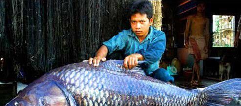 湄公河巨型鲶鱼（重达646磅(293千克)、体长9英尺(2.7米)）(1)_