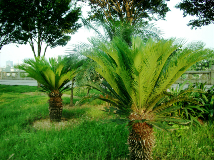 裸子植物有花和果实吗（科普关于裸子植物的知识）
