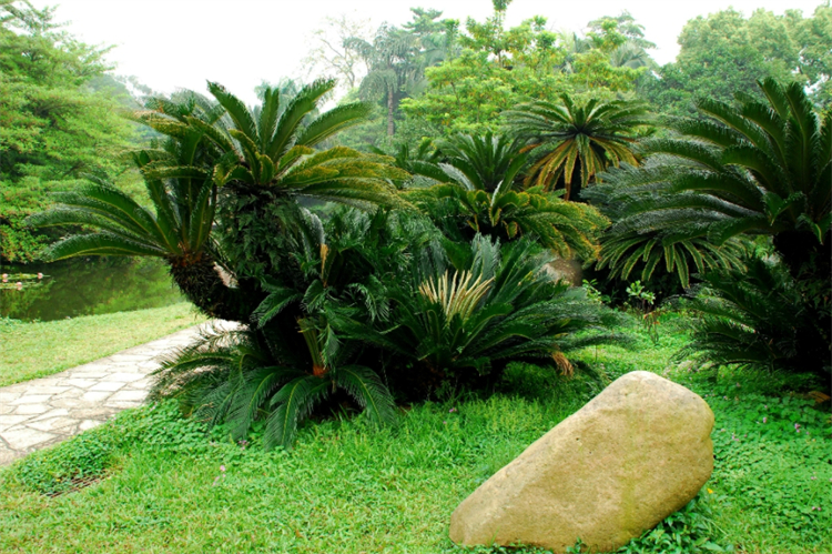 裸子植物有花和果实吗（科普关于裸子植物的知识）