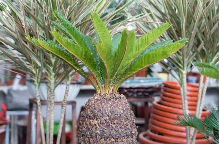 裸子植物有花和果实吗（科普关于裸子植物的知识）